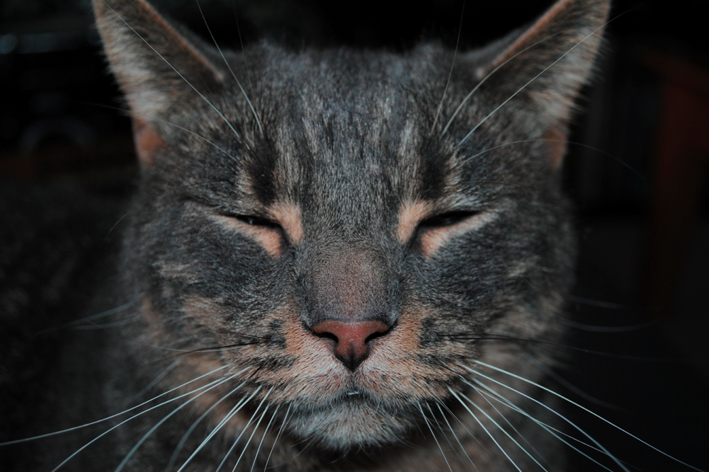 This is Klaus. He's Jake's cat.