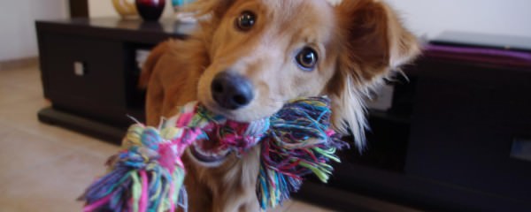 Meet Charlie