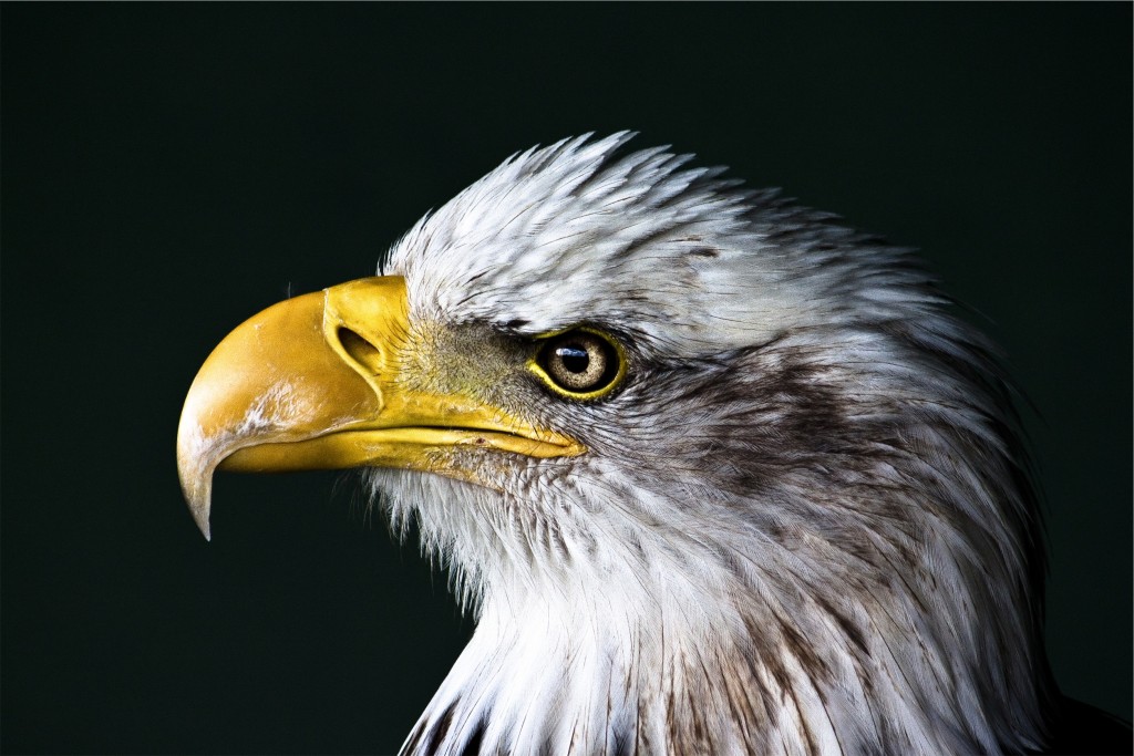 murica